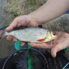 Płoć 32 cm