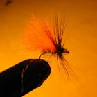 Chruścik Orange wings