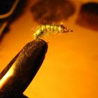 Hydropsyche 2