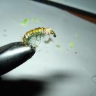 Hydropsyche 