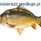 Fotka nr 0 z 6
