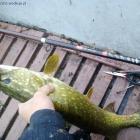 Mikado desire mini tele spin i jedna z licznych jej zdobyczy szczupaczek 67 cm 2,7 kg.