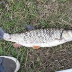 Kleń 45 cm na czereśnie z Odry