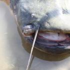 zdjęcie nr 1