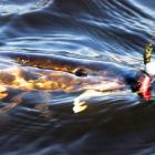 Fotka nr 1 z 12