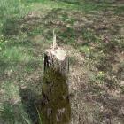 To również natura, tyle że wilcza człowieka