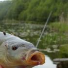 Lin-jedna z najpiękniejszych ryb naszych wód.