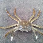 Krab wełnistoręki (wełnistoszczypcy)