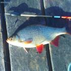 waggler 32cm