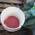 Zanenta MVE Carassio Red 