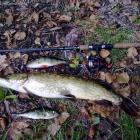 Kołowrotek DAM QUICK FZ 200 FD, nawet takiego się nie przestraszył...