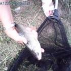 Płoć złowiona 02 08 2014 r. dł. 25 cm