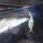 Shad Alive Diver. szczupaczki to lubią...