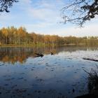 Grążele