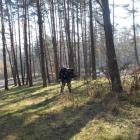 Fotka nr 2 z 5