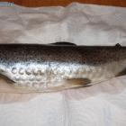 Osuszona ryba