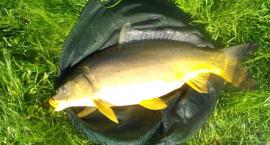 Karp 64,5cm