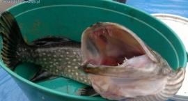 zdjęcie nr 1