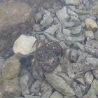 Krab