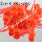 Plemnik krewetka