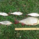 Kilka większych i jedna 23 cm