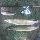 Testowany  Cormoran PEARL MASTER 4PiF wraz ze ze zdobyczami na niego wyholowanymi w...