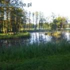 staw