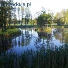 staw