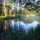staw
