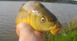 karp na białego twisterka. 40cm