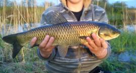 Amur 60 cm 