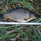 Sazanek 38cm