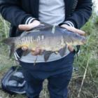 Karp 33 cm
