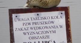 Fotka nr 0 z 2