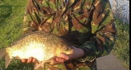 karaś 40 cm.