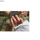 okonek 20cm jeszcze z wakacji 2012
Uszewka Rudy Rysie