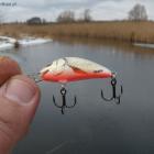 Hornet Salmo pełnia barw