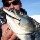 Salmo Thrill - doskonała przynęta na bolenie to też crankbait.