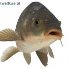 Fotka nr 2 z 3