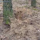 miejsce po amatorach robaków