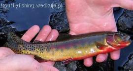 Golden Trout - pstrąg złowiony w 2008r. w Wind River