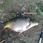 Karp 17,5 kg 94 cm z Blunker See zlowiony przez kolegow wedkarzy.