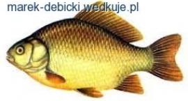 Klub złotej rybki karolewskiej