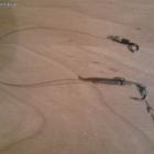 Continental Snag  z robaczkiem na prostym wiązaniu