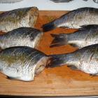 Ważny element nacięcia tuszki