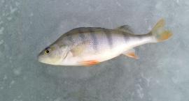 Okonek około 20cm