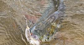 Boleń złowiony na obrotówkę Viper