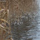 Przy minus pięciu każda fala pozostawia na trzcinach kryształki lodu
