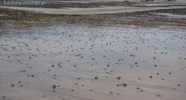 Tak wygląda plaża na której są piaskówki
