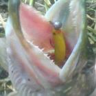 Demon - Dragon 7,5 cm.